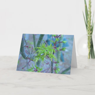 De Japanse Esdoorn van de Manen van de leeuw Kaart