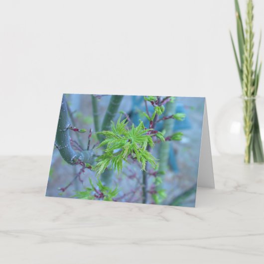 De Japanse Esdoorn van de Manen van de leeuw Kaart (Voorkant)