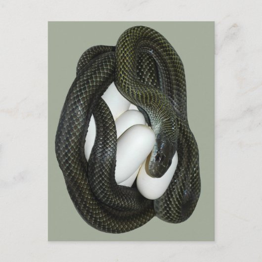 De Japanse moeder van de Slang van de Rat mooie en Briefkaart (Voorkant)