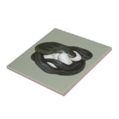 De Japanse Rat Snake, mooie en zorgzame moeder. Tegeltje (Zijkant)