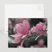 De Japanse Roze Magnolia van de Schotel Briefkaart (Voorkant / Achterkant)