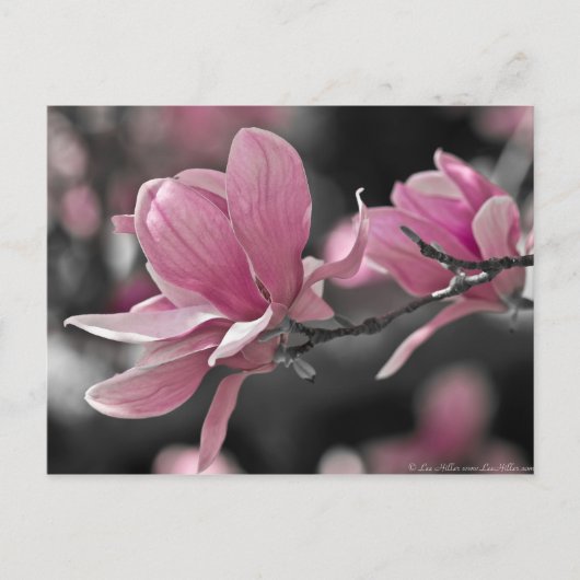De Japanse Roze Magnolia van de Schotel Briefkaart (Voorkant)
