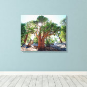 De jeneverbes in de Sierras Canvas Afdruk (Insitu (Houten vloer))