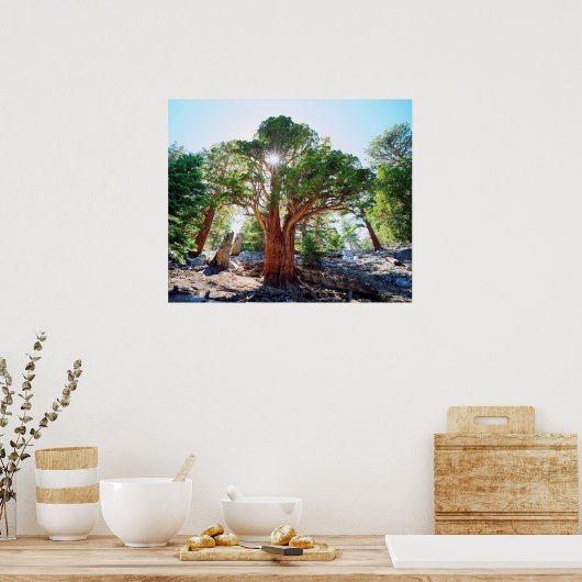 De jeneverbes in de Sierras Poster (Keuken)