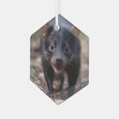 De jonge Tasmaanse duivel Glas Ornament (Voorkant links)