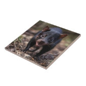 De jonge Tasmaanse duivel Tegeltje (Zijkant)