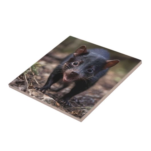 De jonge Tasmaanse duivel Tegeltje (Zijkant)