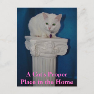 De juiste plaats van de kat in het huis briefkaart