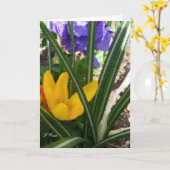 De kaart-Krokus en Pansies van de groet Kaart (Gele Bloem)