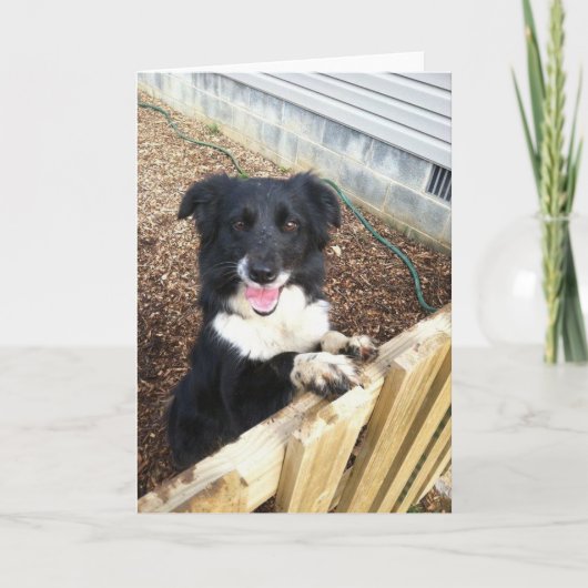 De Kaart van border collie Tess~Photo (Voorkant)