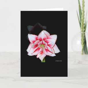 De kaart van de amaryllis