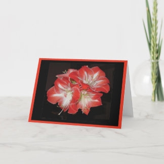 De kaart van de amaryllis