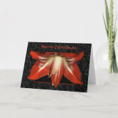 De Kaart van de Amaryllis van Kerstmis (Voorkant)