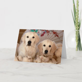 De Kaart van de Foto van het golden retriever