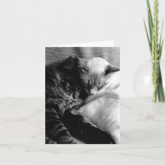 De Kaart van de kat #5 (Voorkant)