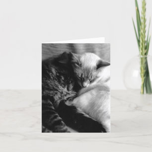 De Kaart van de kat #5