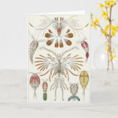 De Kaart van de Kunst van Ernst Haeckel: Copepoda (Gele Bloem)
