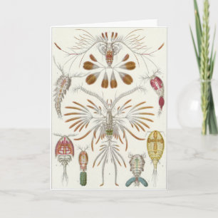De Kaart van de Kunst van Ernst Haeckel: Copepoda