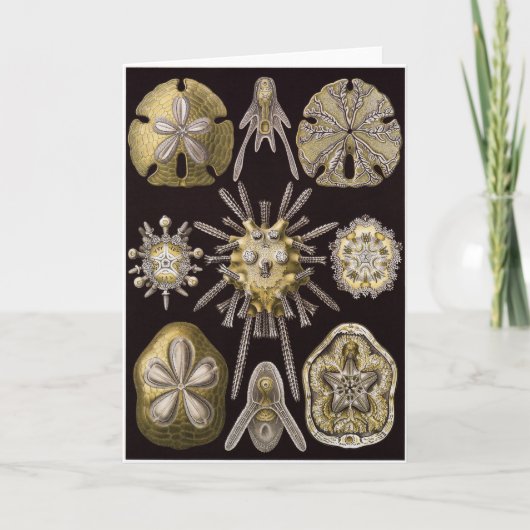 De Kaart van de Kunst van Ernst Haeckel: Echinidea (Voorkant)