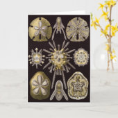 De Kaart van de Kunst van Ernst Haeckel: Echinidea (Gele Bloem)