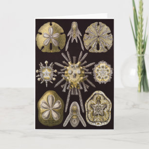 De Kaart van de Kunst van Ernst Haeckel: Echinidea