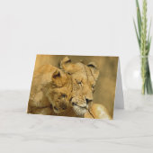 De kaart van de Leeuwin en van de Welp (Voorkant)