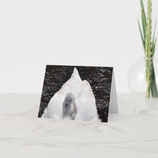 De Kaart van de nota: Jonge zwaan op de Rug van de