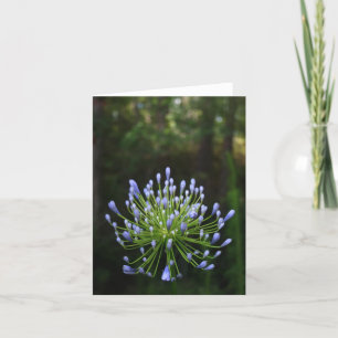 De Kaart van de Nota van Agapanthus