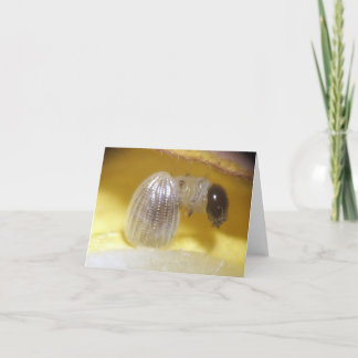 De Kaart van de Nota van Caterpillar van de