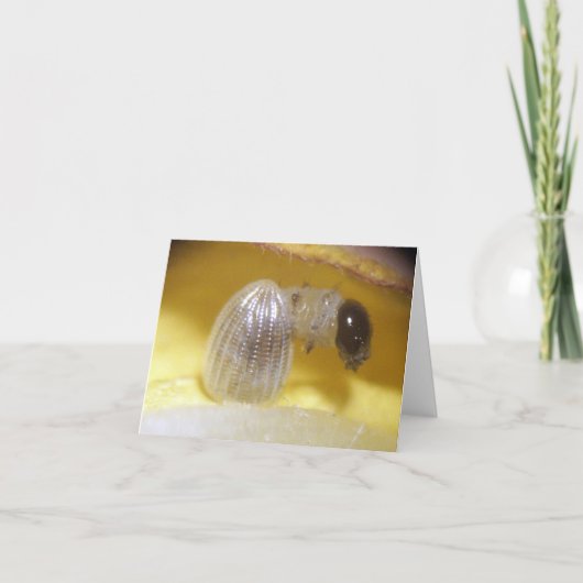 De Kaart van de Nota van Caterpillar van de (Voorkant)