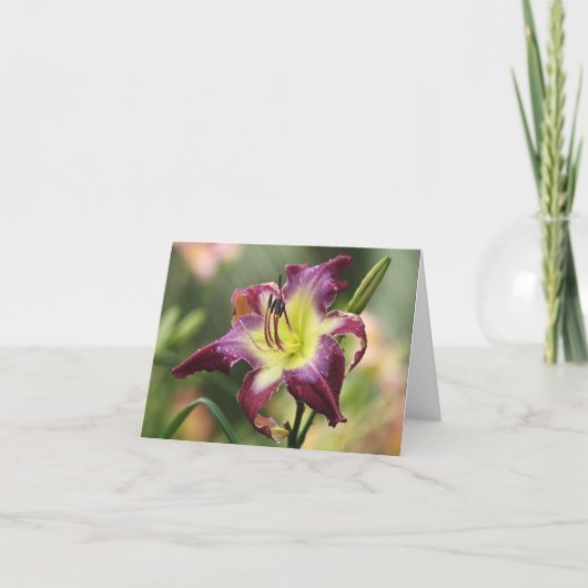 De Kaart van de Nota van Daylily (Voorkant)