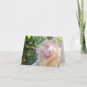 De Kaart van de Nota van de Foto van de Kat van de