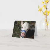 De Kaart van de Nota van de koe (Gele Bloem)