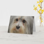 De Kaart van de Nota van Havanese (Gele Bloem)