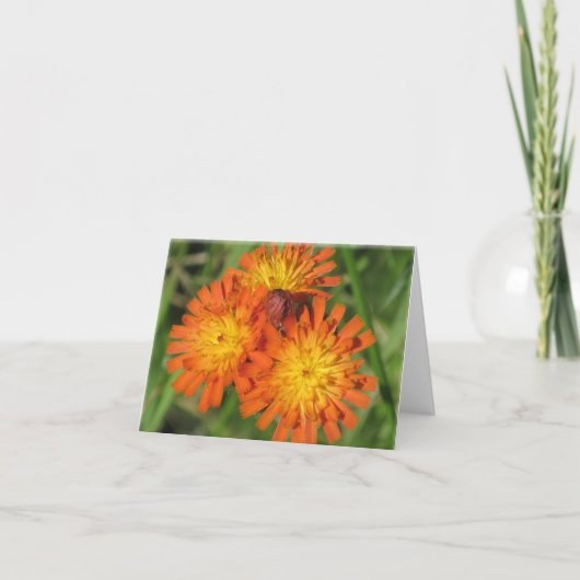 De Kaart van de Nota van Hawkweed (Voorkant)