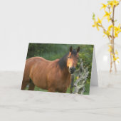 De Kaart van de Nota van het paard (Gele Bloem)