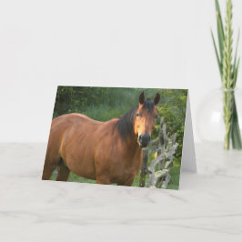 De Kaart van de Nota van het paard