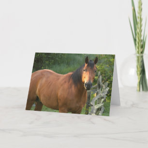 De Kaart van de Nota van het paard