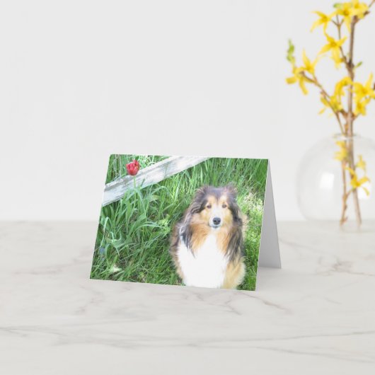 De Kaart van de Nota van Sheltie en van de Tulp (Gele Bloem)