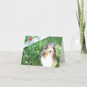 De Kaart van de Nota van Sheltie en van de Tulp