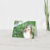 De Kaart van de Nota van Sheltie en van de Tulp (Voorkant)