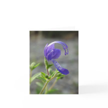 De Kaart van de Nota van Wildflower