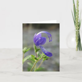 De Kaart van de Nota van Wildflower