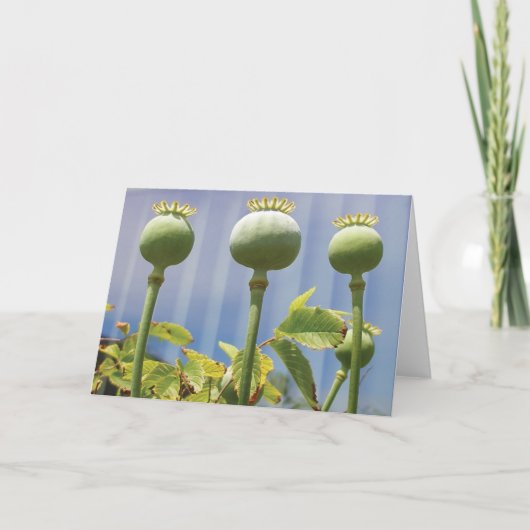 De Kaart van de Peul van de papaver (Voorkant)