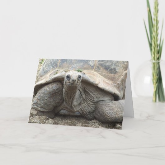 De Kaart van de Schildpad van de Galapagos (Voorkant)