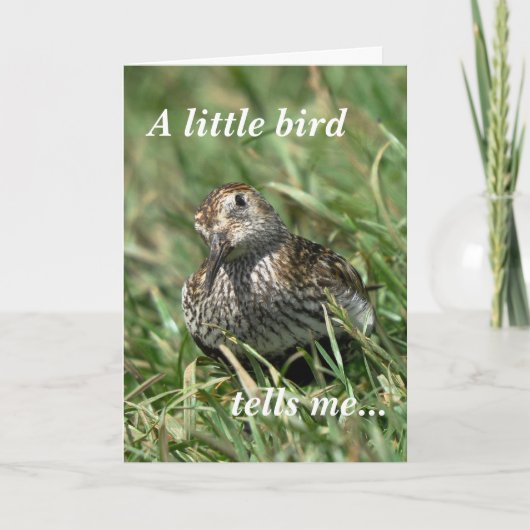 De Kaart van de verjaardag: Dunlin (Voorkant)