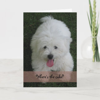 De Kaart van de verjaardag--Katoenen Hond