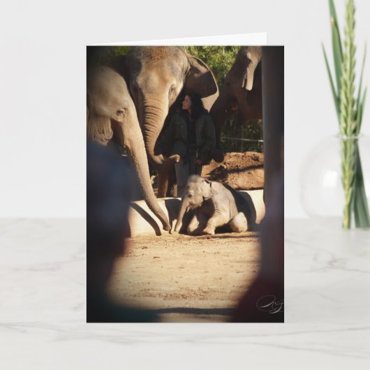 De Kaart van de Verjaardag van de Olifant van het (Voorkant)