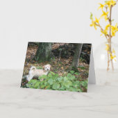 De Kaart van de Verjaardag van Doggie (Gele Bloem)