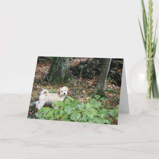 De Kaart van de Verjaardag van Doggie (Voorkant)